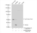 HOXA9 Antibody in Immunoprecipitation (IP)