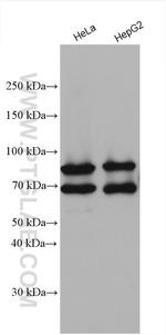 HNRNPR Antibody in Western Blot (WB)