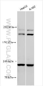 DICER1 Antibody in Western Blot (WB)
