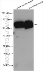 MAP3K10 Antibody in Western Blot (WB)