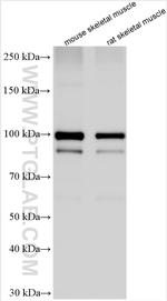 MAP3K10 Antibody in Western Blot (WB)