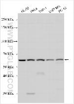 KCNS1 Antibody in Western Blot (WB)