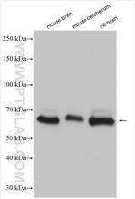 GPR37 Antibody in Western Blot (WB)