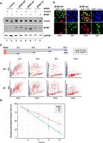 BrdU Monoclonal Antibody (MoBU-1)
