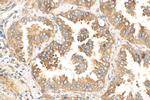 Fibulin 5 Antibody in Immunohistochemistry (Paraffin) (IHC (P))