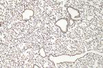 Fibulin 5 Antibody in Immunohistochemistry (Paraffin) (IHC (P))