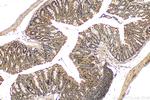 Fibulin 5 Antibody in Immunohistochemistry (Paraffin) (IHC (P))