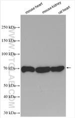 Fibulin 5 Antibody in Western Blot (WB)