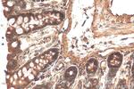 MYO5B Antibody in Immunohistochemistry (Paraffin) (IHC (P))