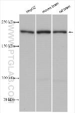 MYO5B Antibody in Western Blot (WB)