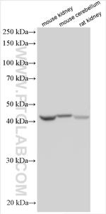 WDR73 Antibody in Western Blot (WB)