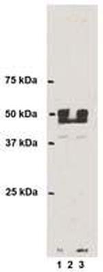 3-Nitrotyrosine Monoclonal Antibody (2A12)
