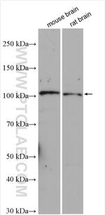 LGR5 Antibody in Western Blot (WB)