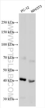 IL3RA/CD123 Antibody in Western Blot (WB)