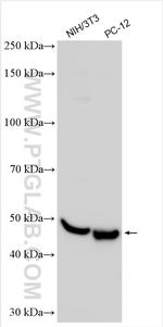 IL3RA/CD123 Antibody in Western Blot (WB)