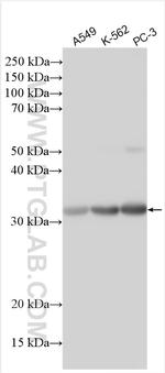 CD200R1 Antibody in Western Blot (WB)