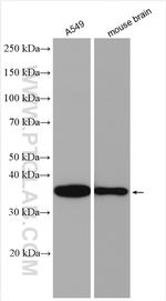 TRA2A Antibody in Western Blot (WB)
