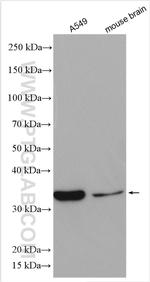 TRA2A Antibody in Western Blot (WB)