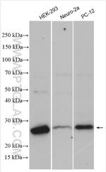BAK Antibody in Western Blot (WB)