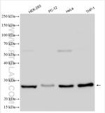 BAK Antibody in Western Blot (WB)