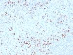 Granzyme B (NK/T-Cell Lymphoma Marker) Antibody in Immunohistochemistry (Paraffin) (IHC (P))