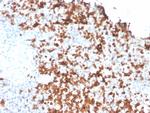 Granzyme B Antibody in Immunohistochemistry (Paraffin) (IHC (P))