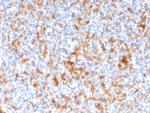 Granzyme B Antibody in Immunohistochemistry (Paraffin) (IHC (P))