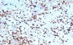 Granzyme B (NK/T-Cell Lymphoma Marker) Antibody in Immunohistochemistry (Paraffin) (IHC (P))