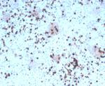 Granzyme B (NK/T-Cell Lymphoma Marker) Antibody in Immunohistochemistry (Paraffin) (IHC (P))