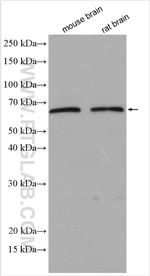 NOG Antibody in Western Blot (WB)