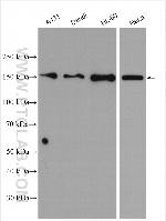 CCDC18 Antibody in Western Blot (WB)