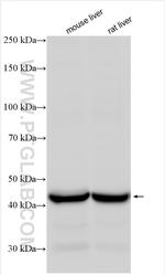 BCKDHA Antibody in Western Blot (WB)