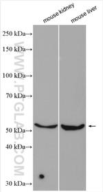 SLC43A2 Antibody in Western Blot (WB)
