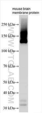 ATP2B1 Antibody in Western Blot (WB)