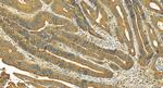 SMIM24 Antibody in Immunohistochemistry (Paraffin) (IHC (P))