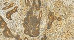 SMIM24 Antibody in Immunohistochemistry (Paraffin) (IHC (P))