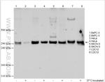 SCNN1G Antibody in Western Blot (WB)