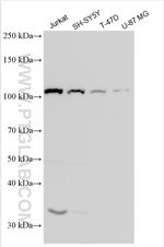 PCDHGB7 Antibody in Western Blot (WB)