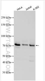 RACGAP1 Antibody in Western Blot (WB)