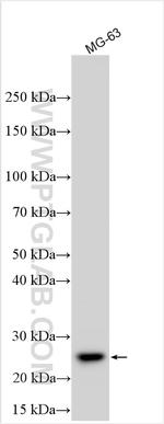 COL12A1 Antibody in Western Blot (WB)