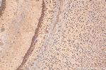 BAHCC1 Antibody in Immunohistochemistry (Paraffin) (IHC (P))
