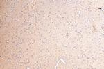 BAHCC1 Antibody in Immunohistochemistry (Paraffin) (IHC (P))