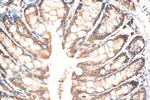 BAHCC1 Antibody in Immunohistochemistry (Paraffin) (IHC (P))