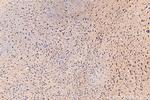 BAHCC1 Antibody in Immunohistochemistry (Paraffin) (IHC (P))
