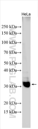 GPSN2 Antibody in Western Blot (WB)