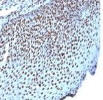 Histone H1 (Pan Nuclear Marker) Antibody in Immunohistochemistry (Paraffin) (IHC (P))