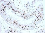 Histone H1 (Pan Nuclear Marker) Antibody in Immunohistochemistry (Paraffin) (IHC (P))