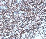 Histone H1 (Pan Nuclear Marker) Antibody in Immunohistochemistry (Paraffin) (IHC (P))