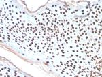Histone H1 Antibody in Immunohistochemistry (Paraffin) (IHC (P))