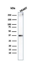 Histone H1 Antibody in Western Blot (WB)